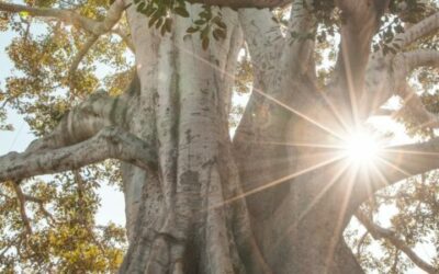 Wat is Fascia therapie?